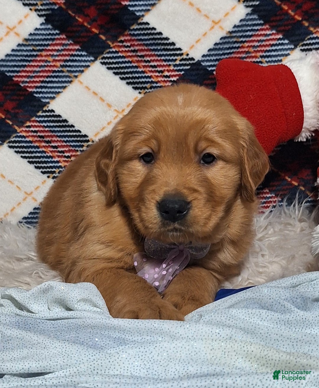 Golden Retriever dogs for sale: Anna - Ad 2
