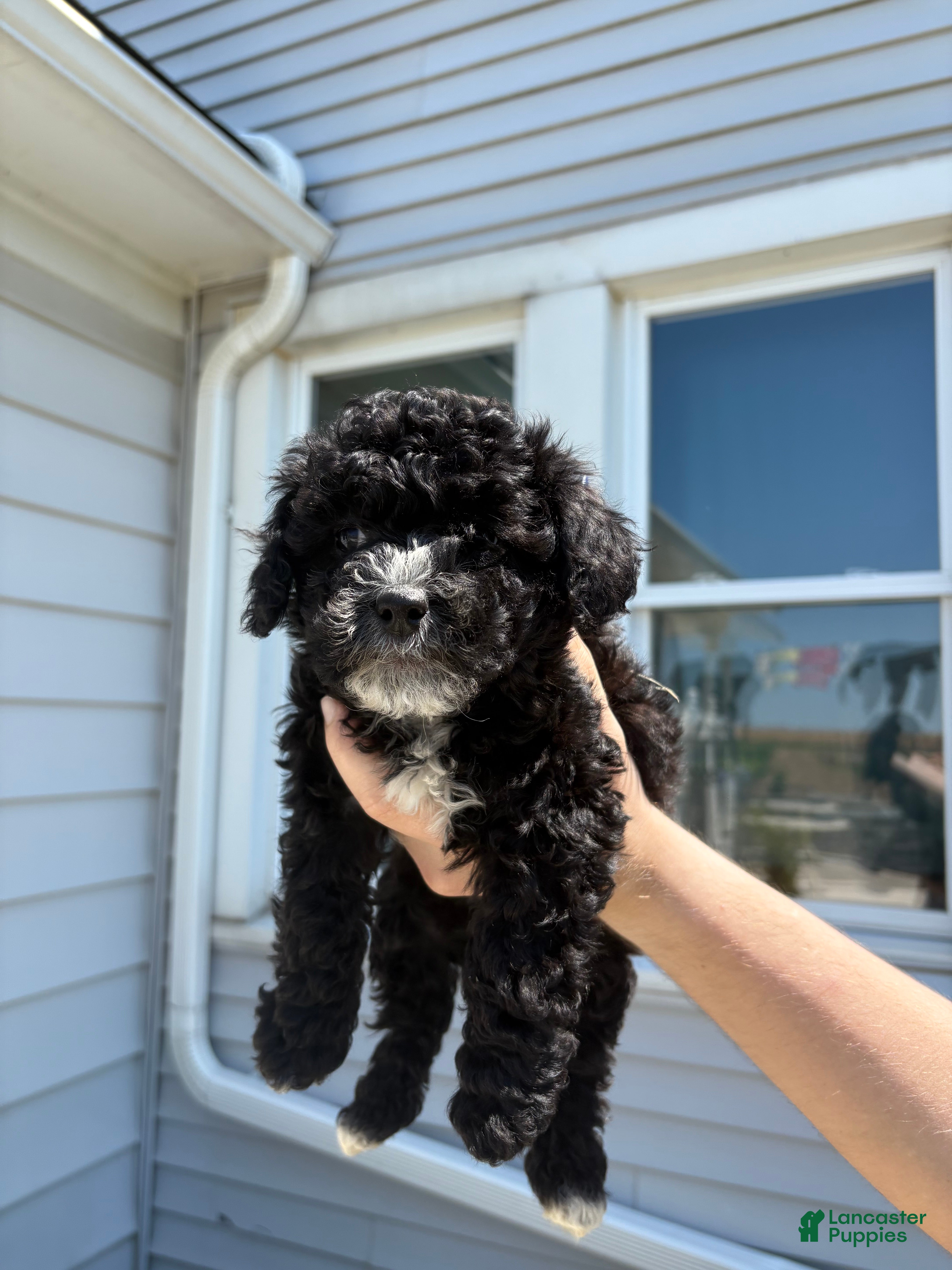 Toy Poodle dogs Winston - Ad 19