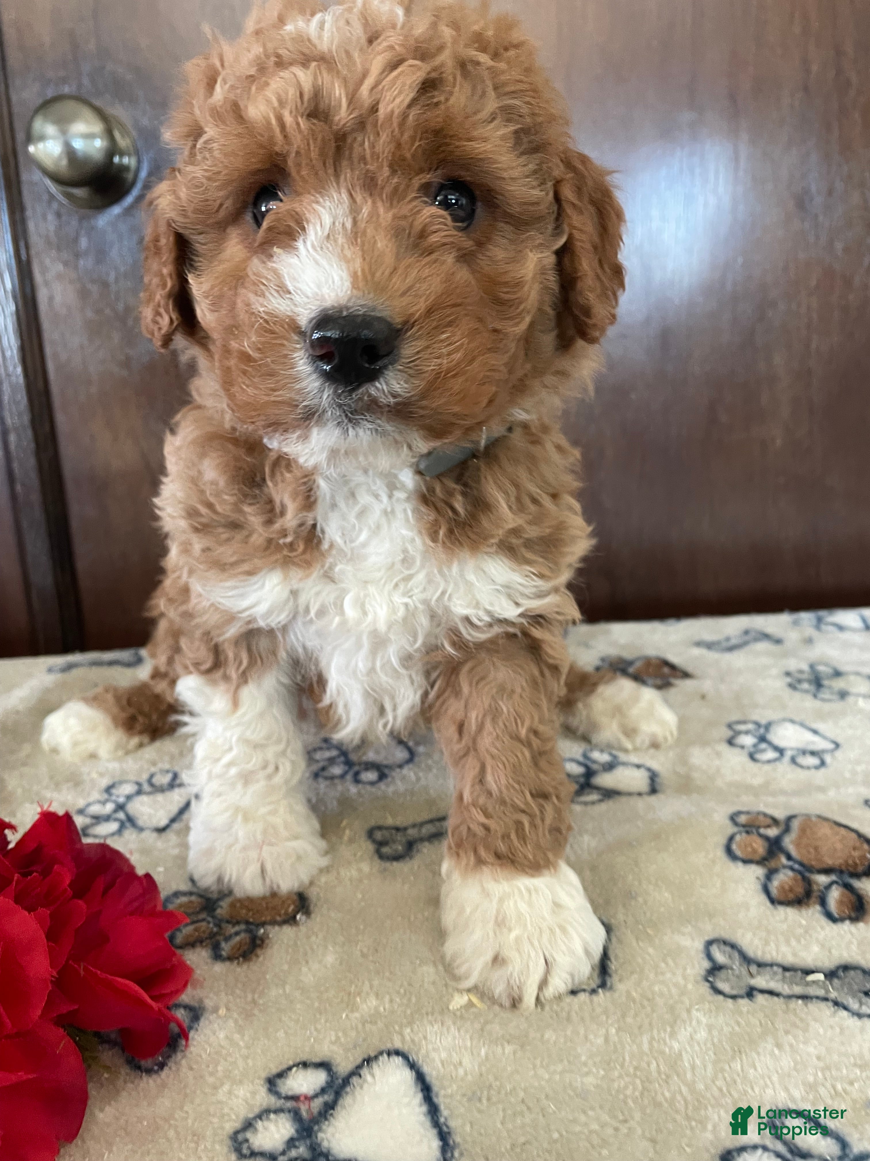 Mini Goldendoodle dogs Arrow - Ad 20