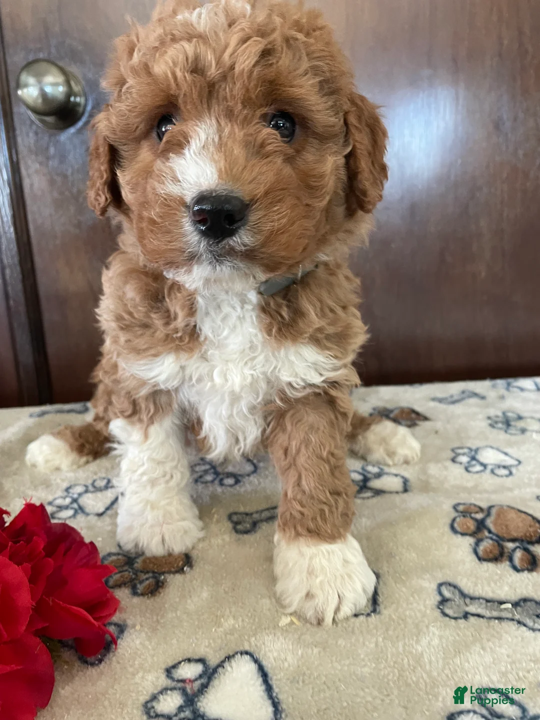 Mini Goldendoodle dogs for sale: Arrow - Ad 1