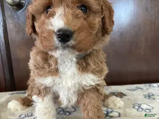 Mini Goldendoodle dogs Arrow - Ad 20