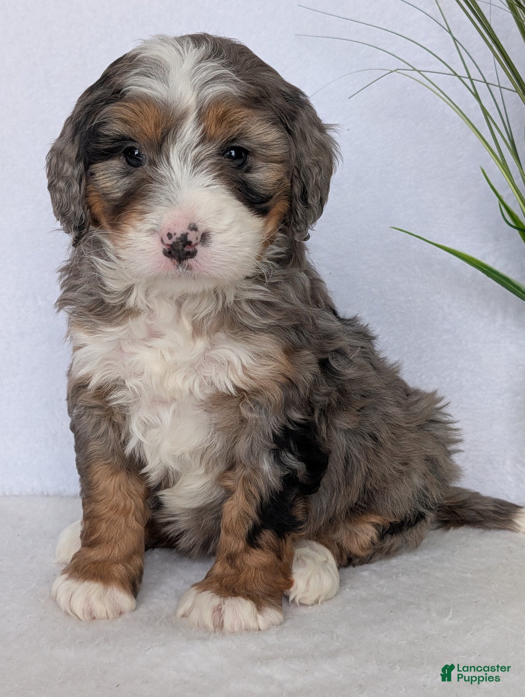 Mini Bernedoodle dogs for sale: Mini Baker - Ad 4