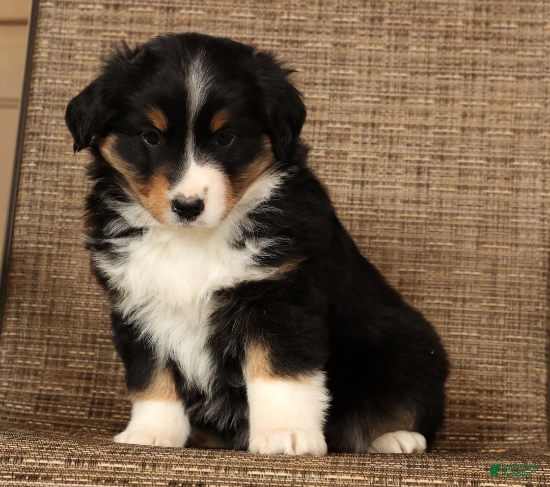 Miniature Australian Shepherd dogs for sale: Stella - Ad 3