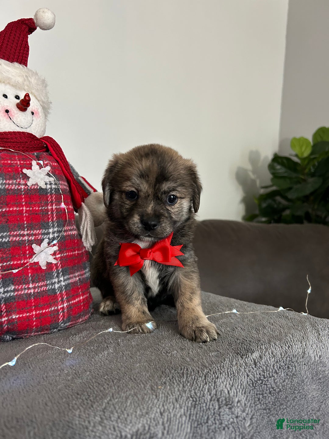 Mixed Breed dogs for sale: Jasper  - Ad 2