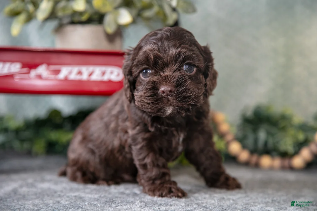Cocker Spaniel dogs for sale: Morris - Ad 3