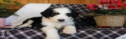Bernedoodle dogs for sale: Primrose - Ad 5