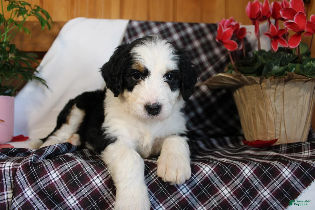 Bernedoodle dogs for sale: Primrose - Ad 5
