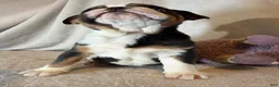 English Bulldog dogs for sale: Ying yang  - Ad 3