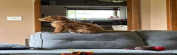 Mixed Breed dogs for sale: Mini Goldendoodle - Ad 4