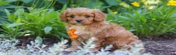 Cavapoo dogs for sale: Brett - Ad 4