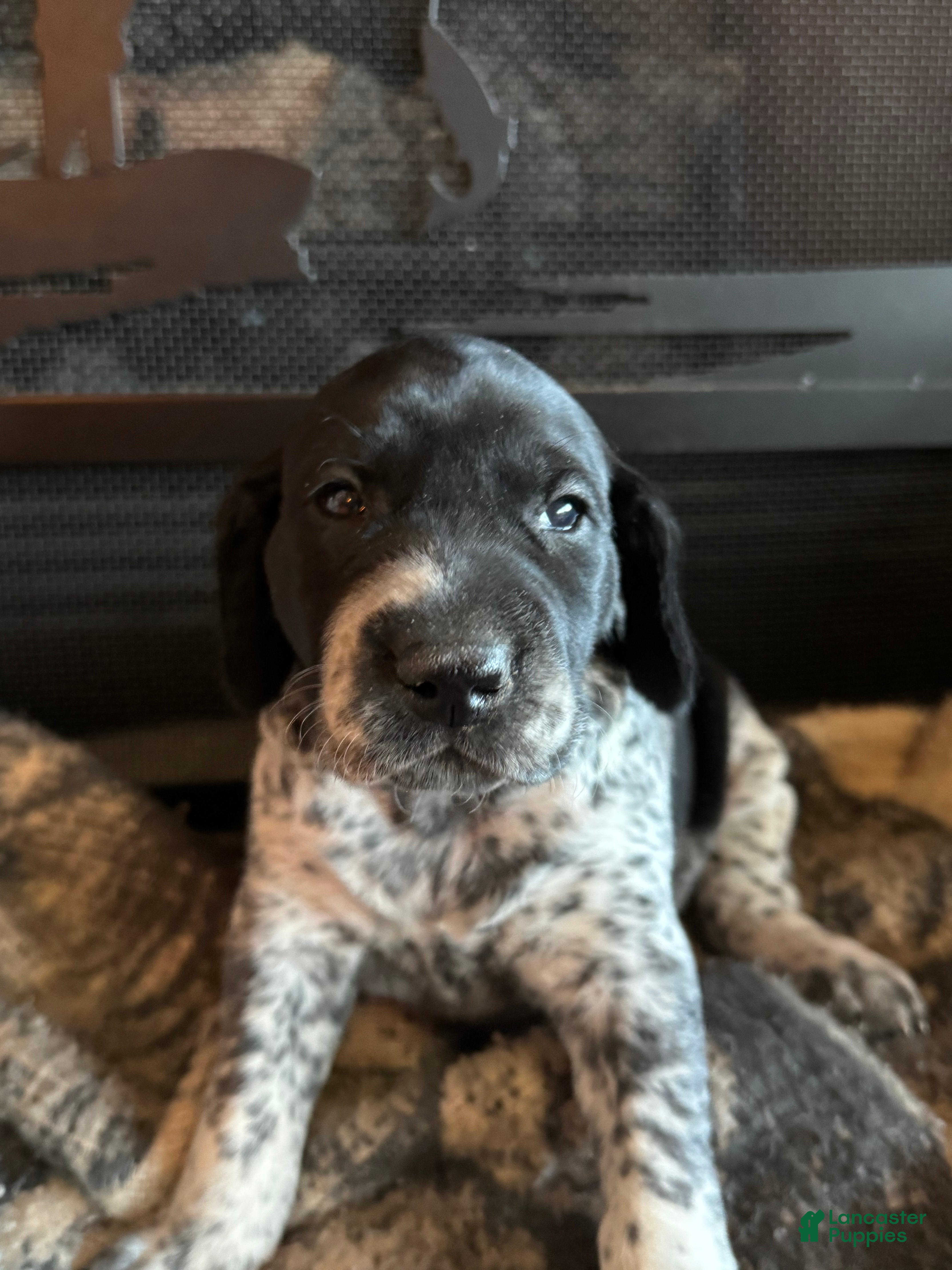 German Shorthaired Pointer dogs German Shorthaired Pointer Puppy 2 - Ad 14