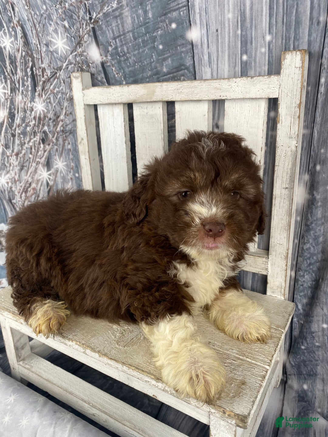 Mini Aussiedoodle dogs for sale: Ike - Ad 5