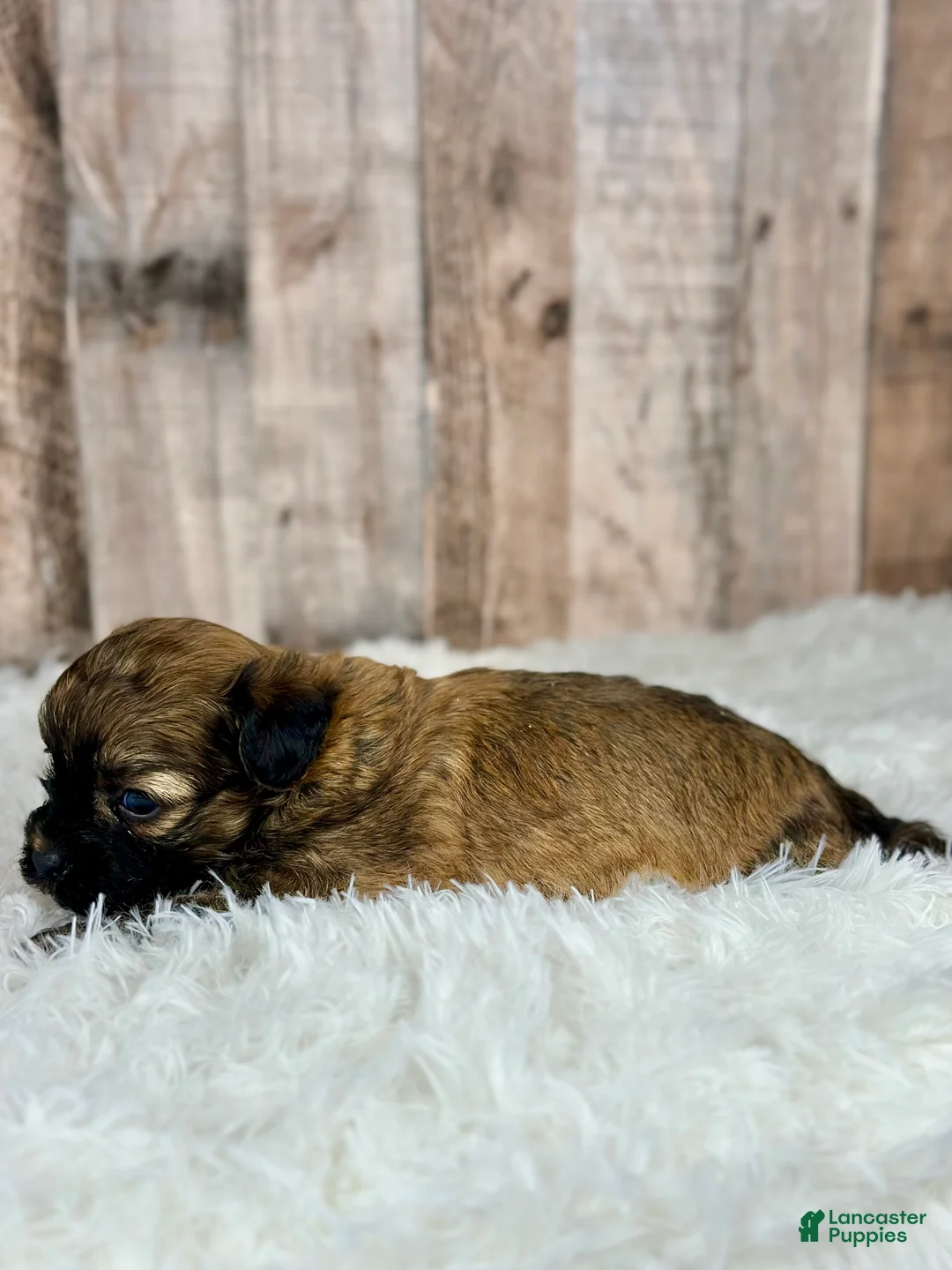 Shihpoo dogs for sale: Boy Snoopy - 0193 - Ad 6