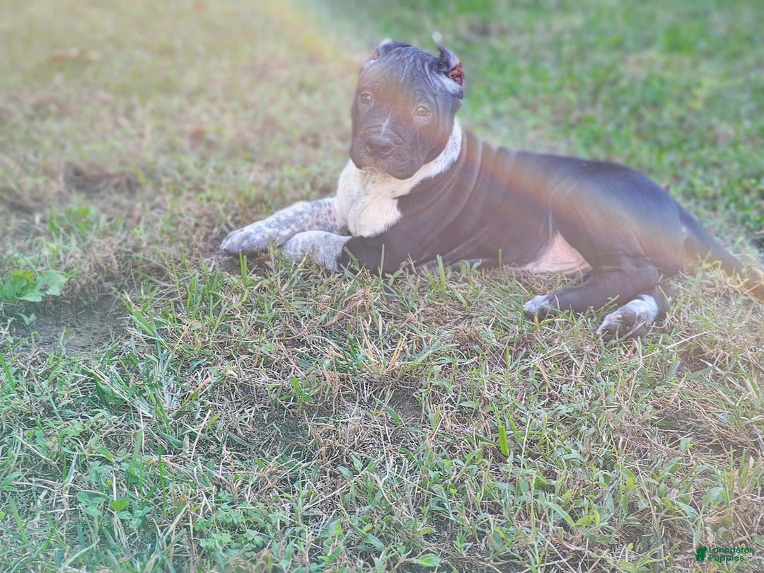 American Bully dogs for sale: Brisco - Ad 2