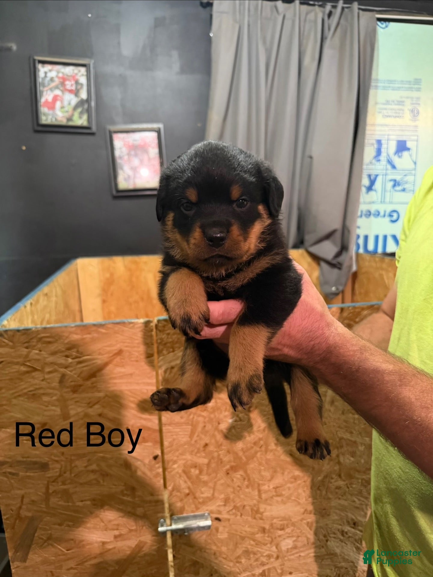 Rottweiler dogs Rottweiler 1 - Ad 2