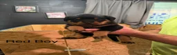 Rottweiler dogs for sale: Rottweiler 1 - Ad 2