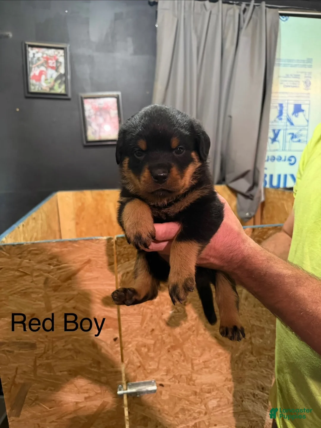 Rottweiler dogs for sale: Rottweiler 1 - Ad 2
