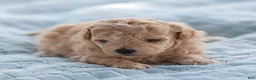 Maltipoo dogs for sale: Millie Maltipoo  - Ad 4