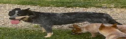 Australian Cattle Dog dogs for sale: Georgie Girl - Ad 42