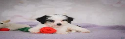 Mini Bernedoodle dogs for sale: Marley - Ad 5