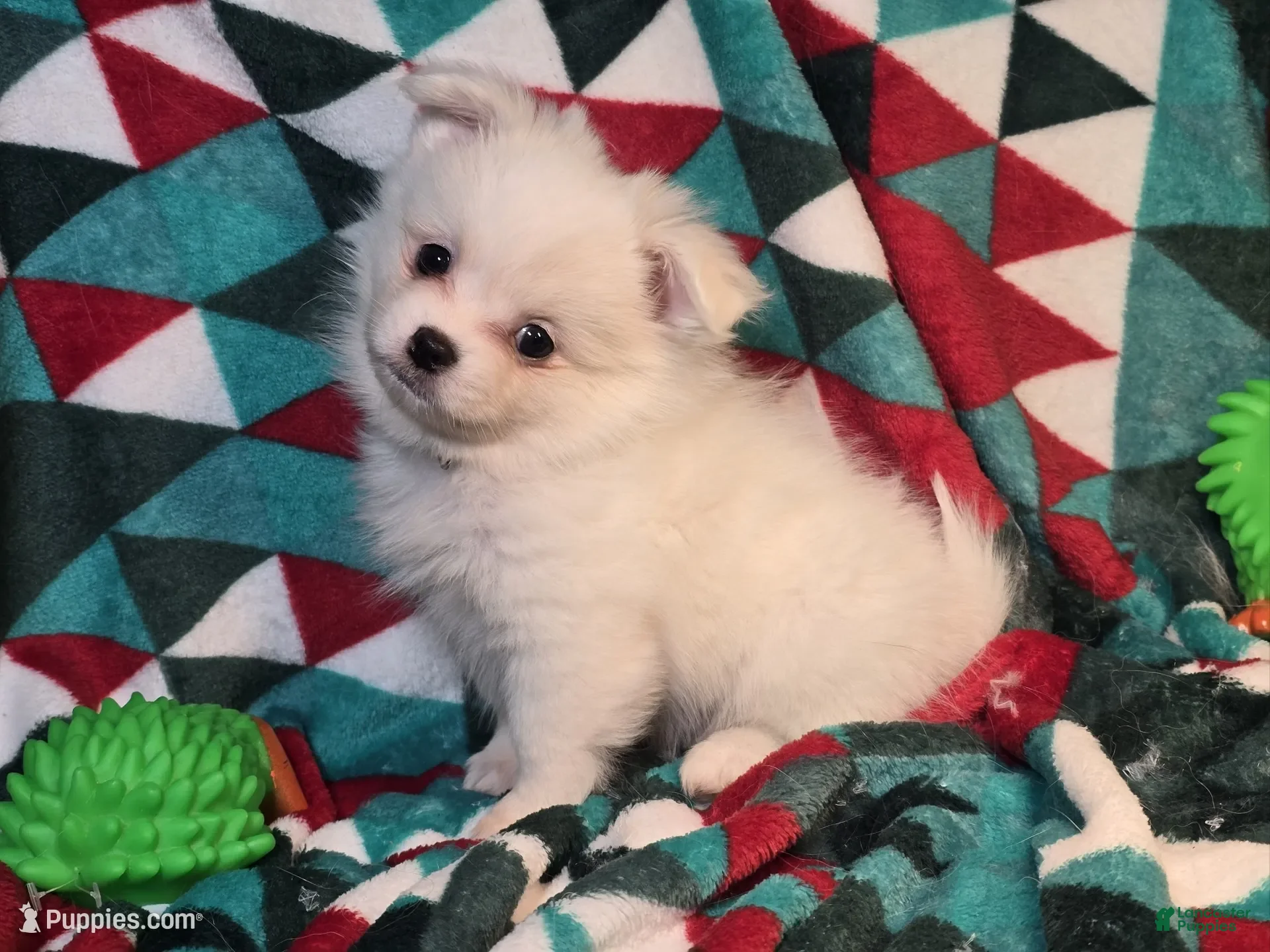 Mixed Breed dogs Dashing (Pom + Peke) - Ad 8