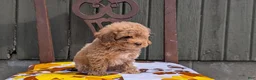 Miniature Poodle dogs for sale: Max - Ad 9