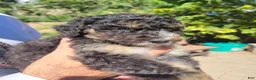 Aussiedoodle dogs for sale: Aussiedoodle Fuana - Ad 2