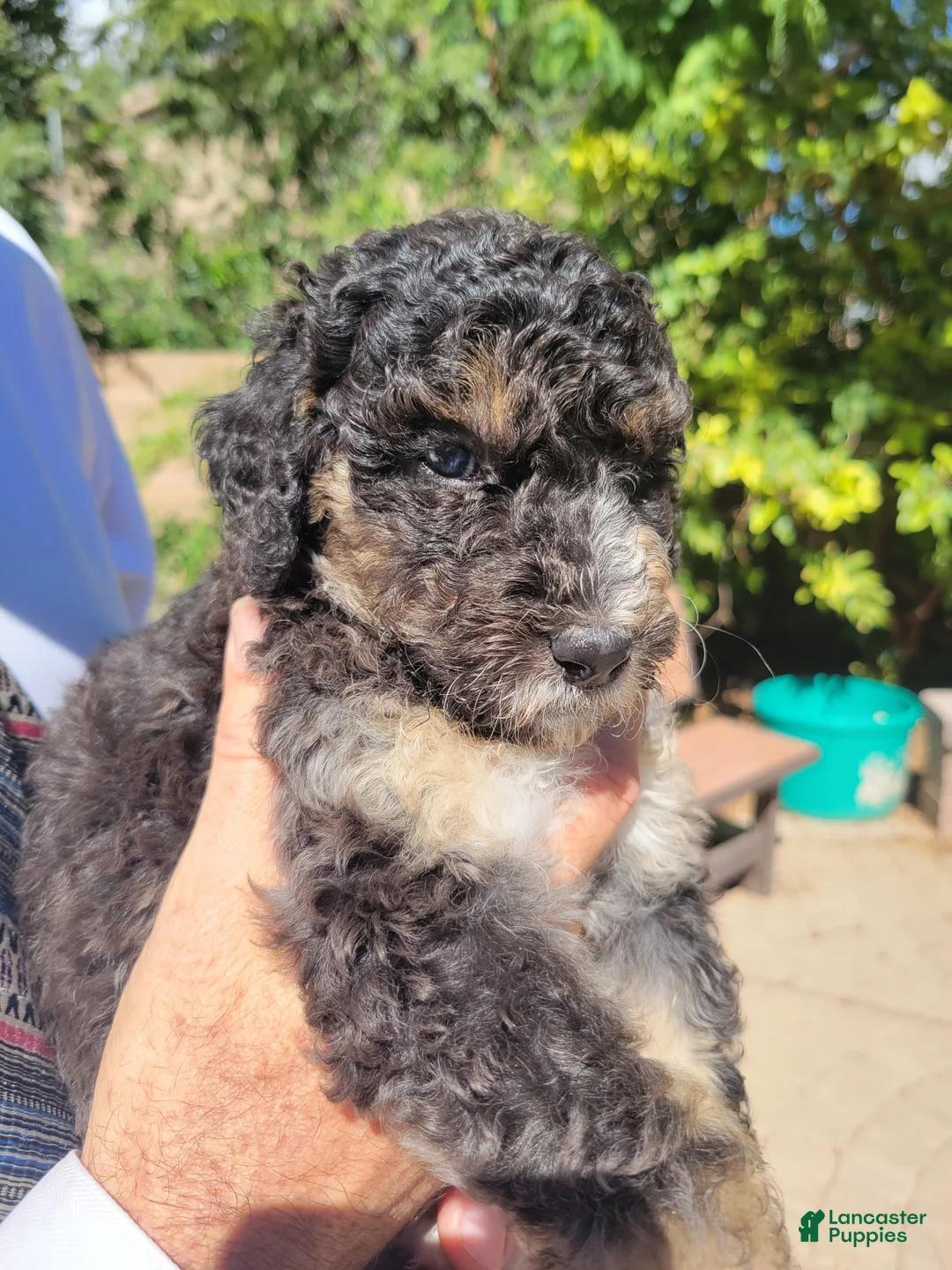 Aussiedoodle dogs for sale: Aussiedoodle Fuana - Ad 2