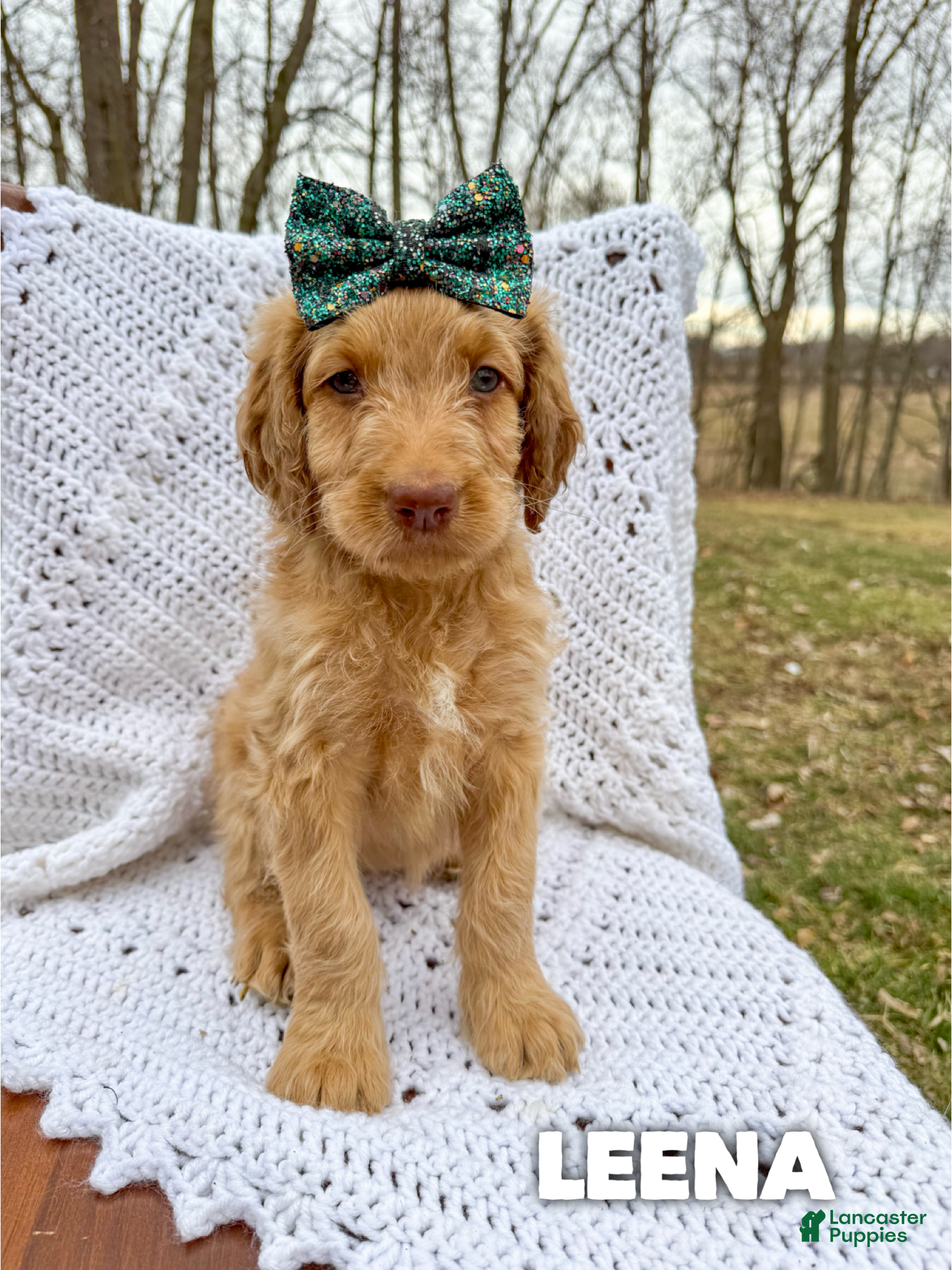 Saint Berdoodles dogs Leena - Standard F1b - Ad 1