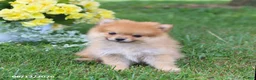 Pomeranian dogs for sale: Denver - Ad 6