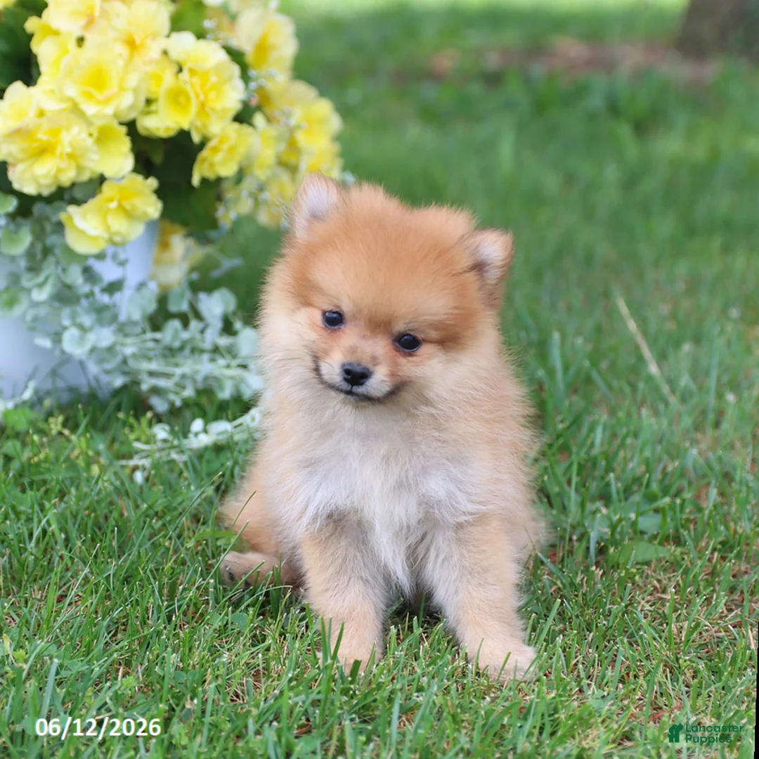 Pomeranian dogs for sale: Denver - Ad 6