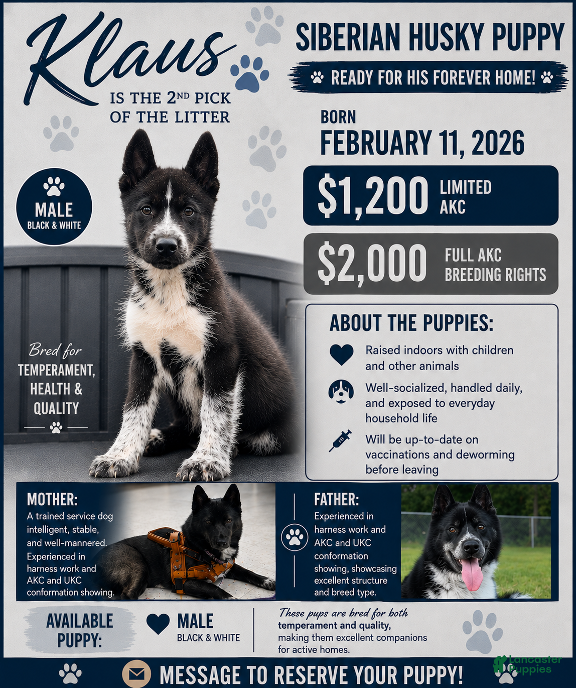 Siberian Husky dogs Klaus - Ad 41