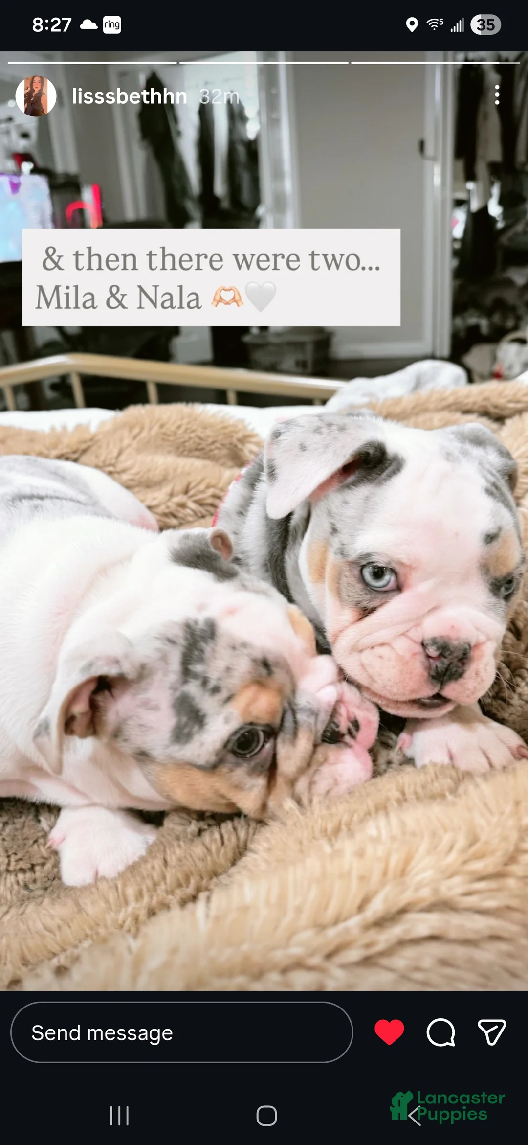 English Bulldog dogs for sale: English Bulldog Puppy 7 - Ad 2