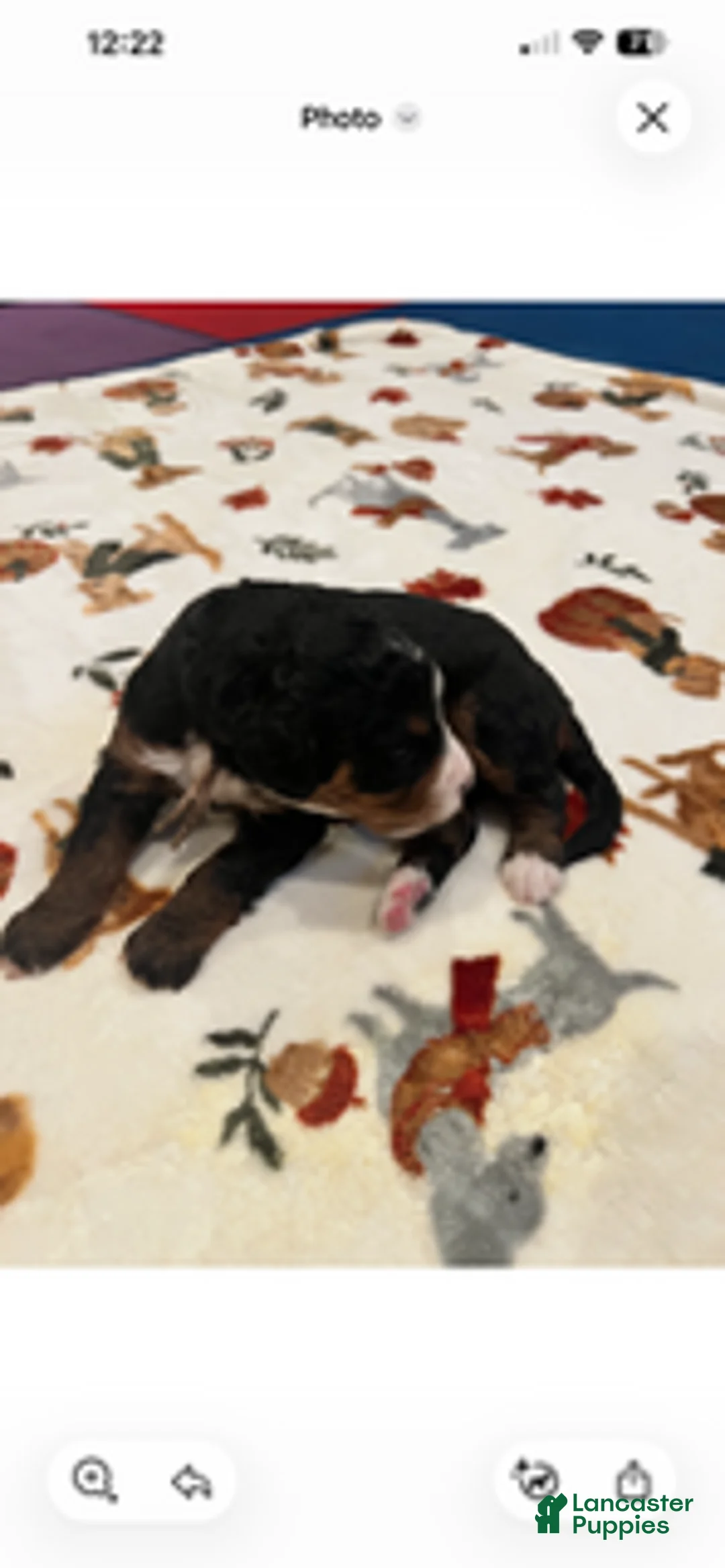 Bernedoodle dogs for sale: Pink Collar  - Ad 2