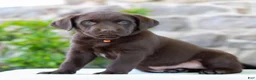 Labrador Retriever dogs for sale: Tanner - Ad 2