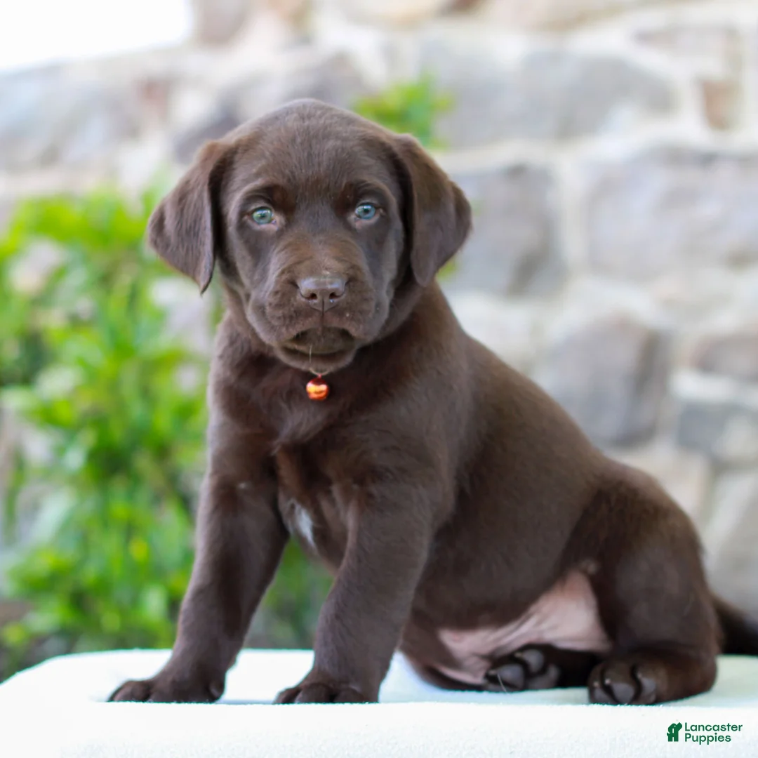 Labrador Retriever dogs for sale: Tanner - Ad 2
