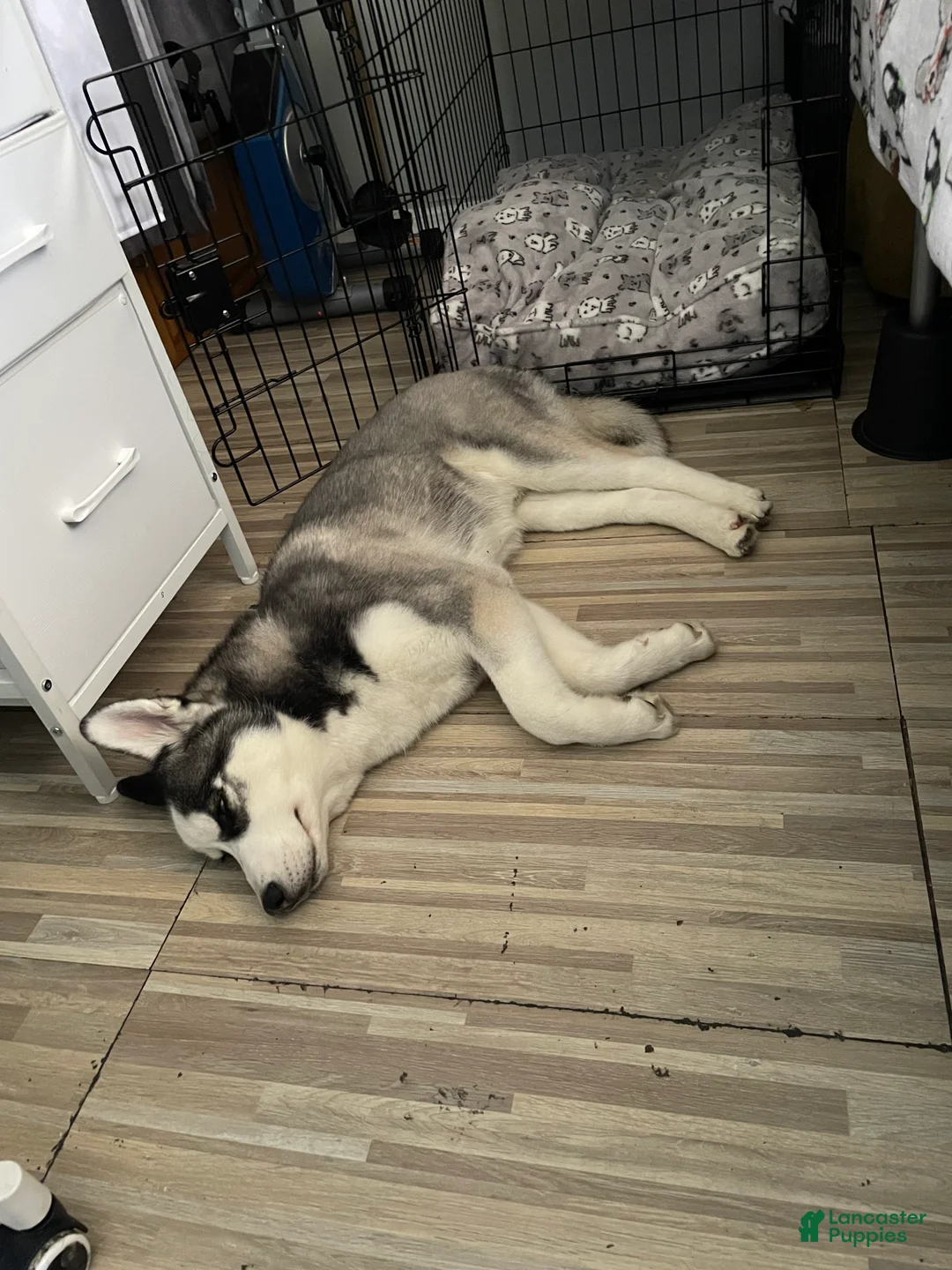 Siberian Husky dogs for sale: Siberian Husky Puppy 1 - Ad 4