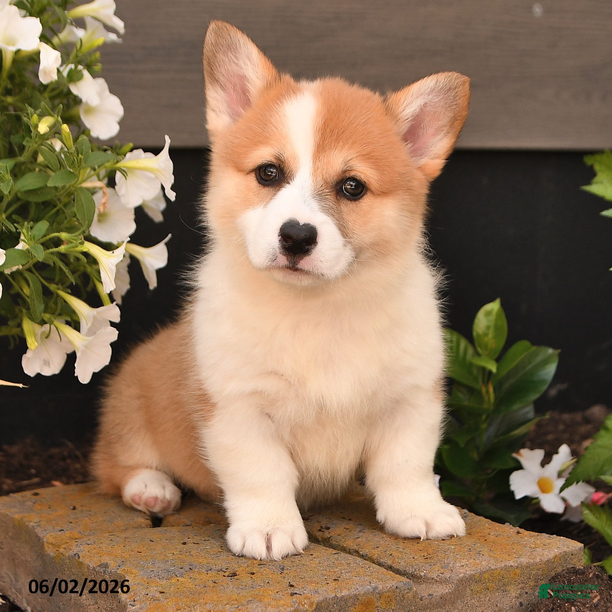 Welsh Corgi Pembroke dogs for sale: Bethany - Ad 3