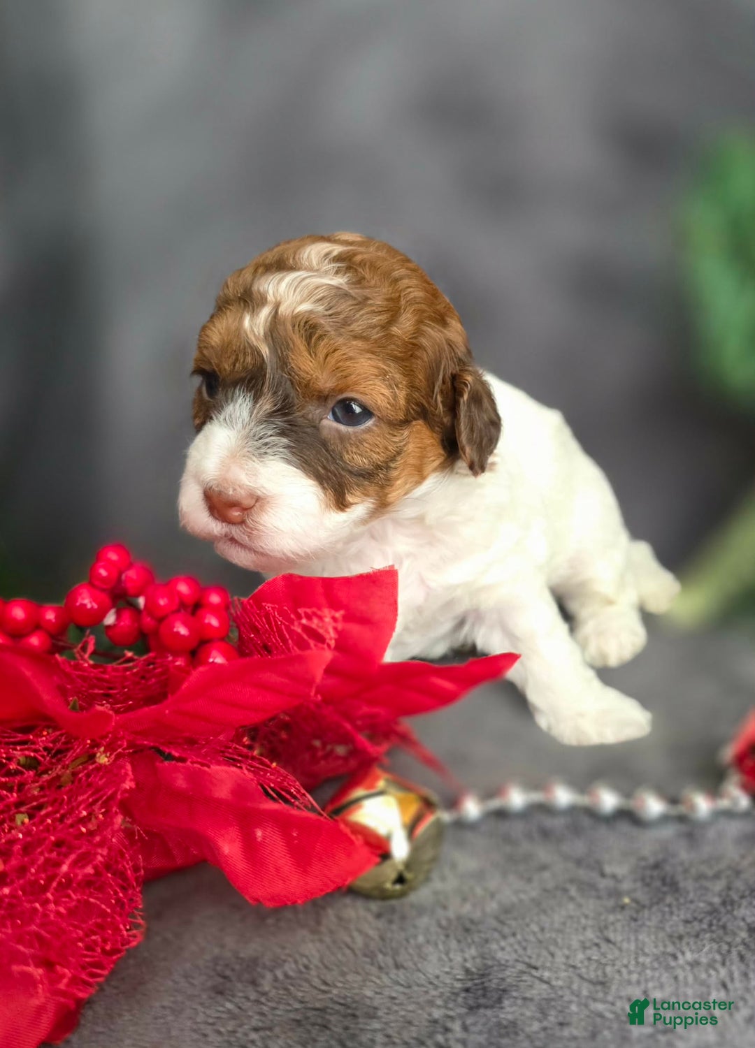 Havapoo dogs for sale: Ledger - Ad 6