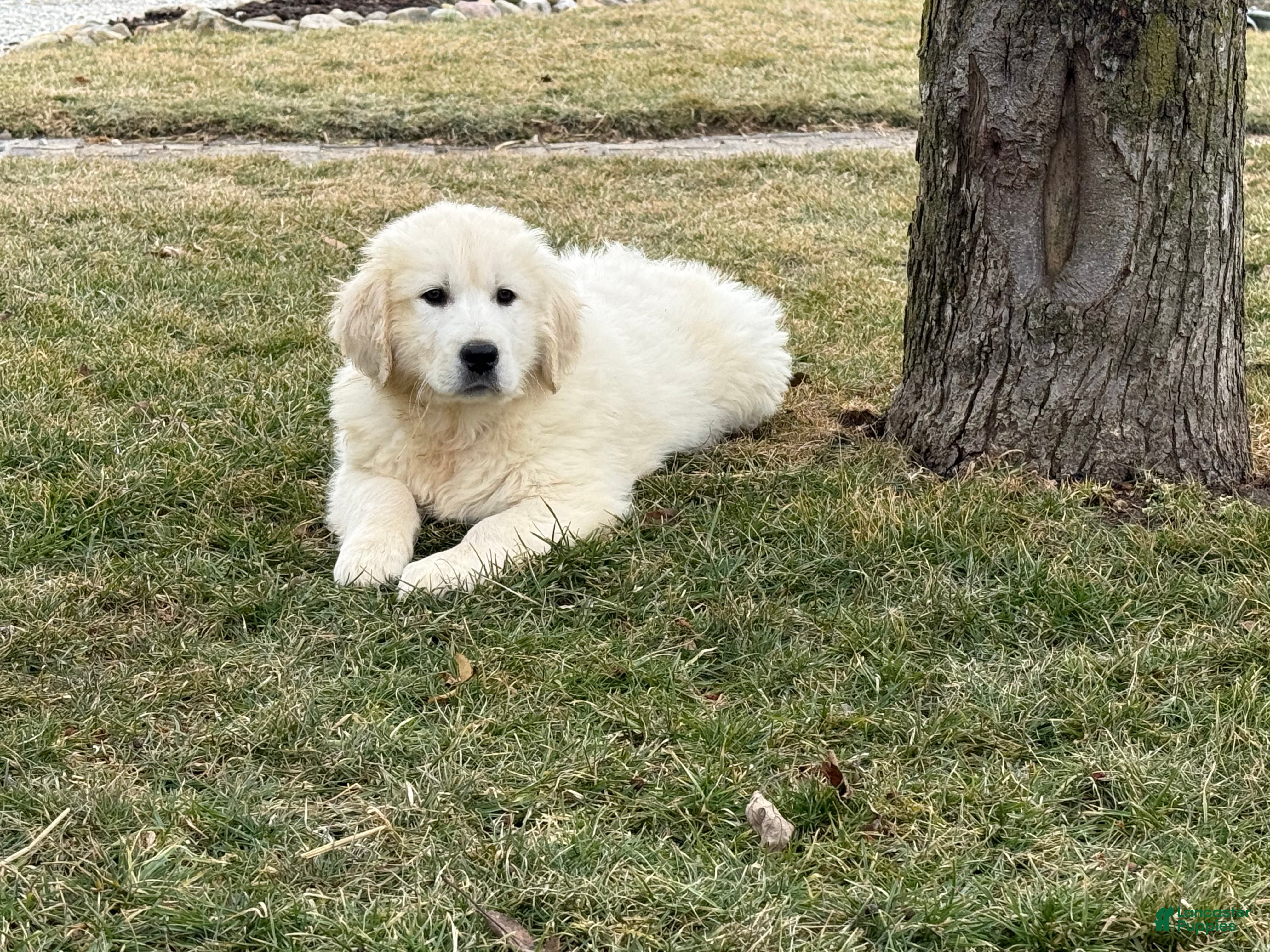 Golden Retriever dogs Panda - Ad 1