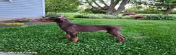 Doberman Pinscher dogs for sale: Graham - Ad 3