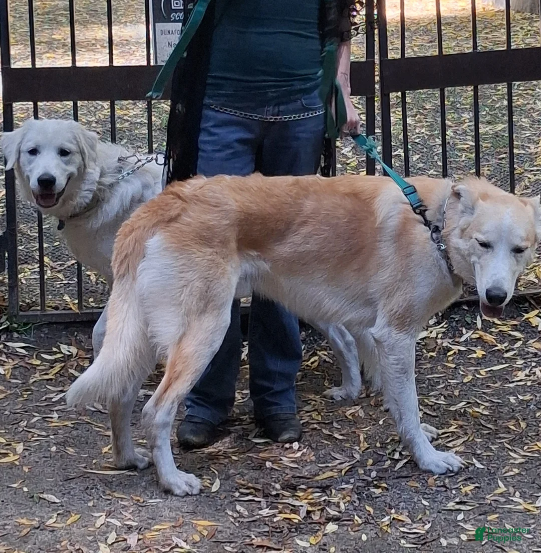 Mixed Breed dogs for sale: Eddie - Ad 2