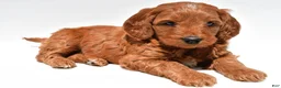 Mini Goldendoodle dogs for sale: Ellie - Ad 7