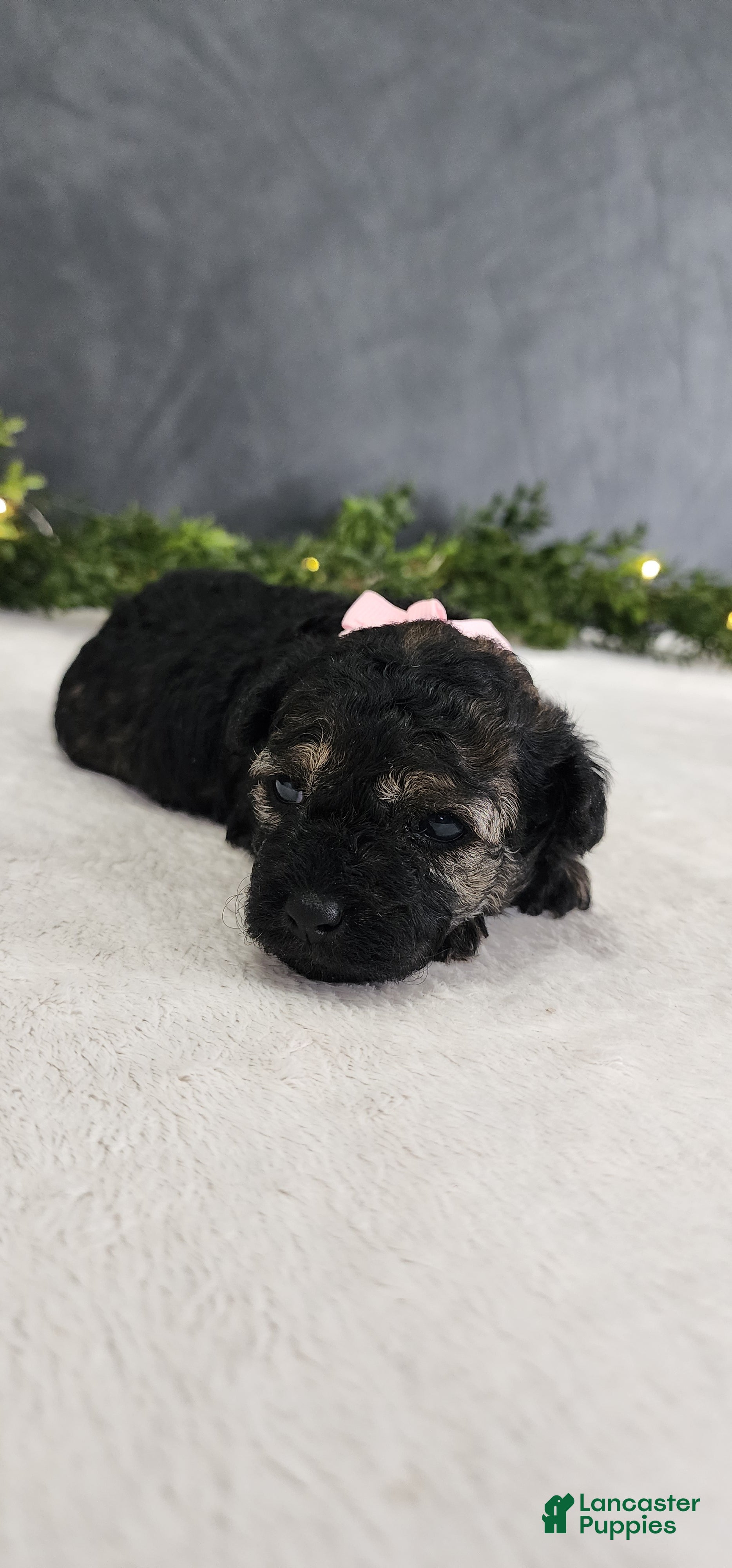 Miniature Poodle dogs Faith  - Ad 2