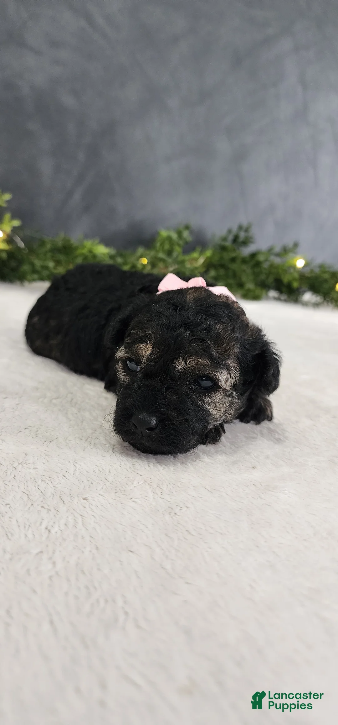 Miniature Poodle dogs for sale: Faith  - Ad 2