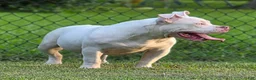 American Bully dogs for sale: American Bully 1 - Ad 3