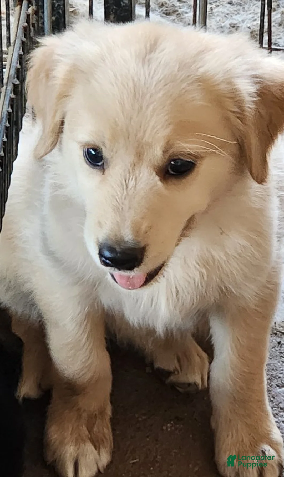 Golden Shepherd dogs for sale: Piper - Ad 1