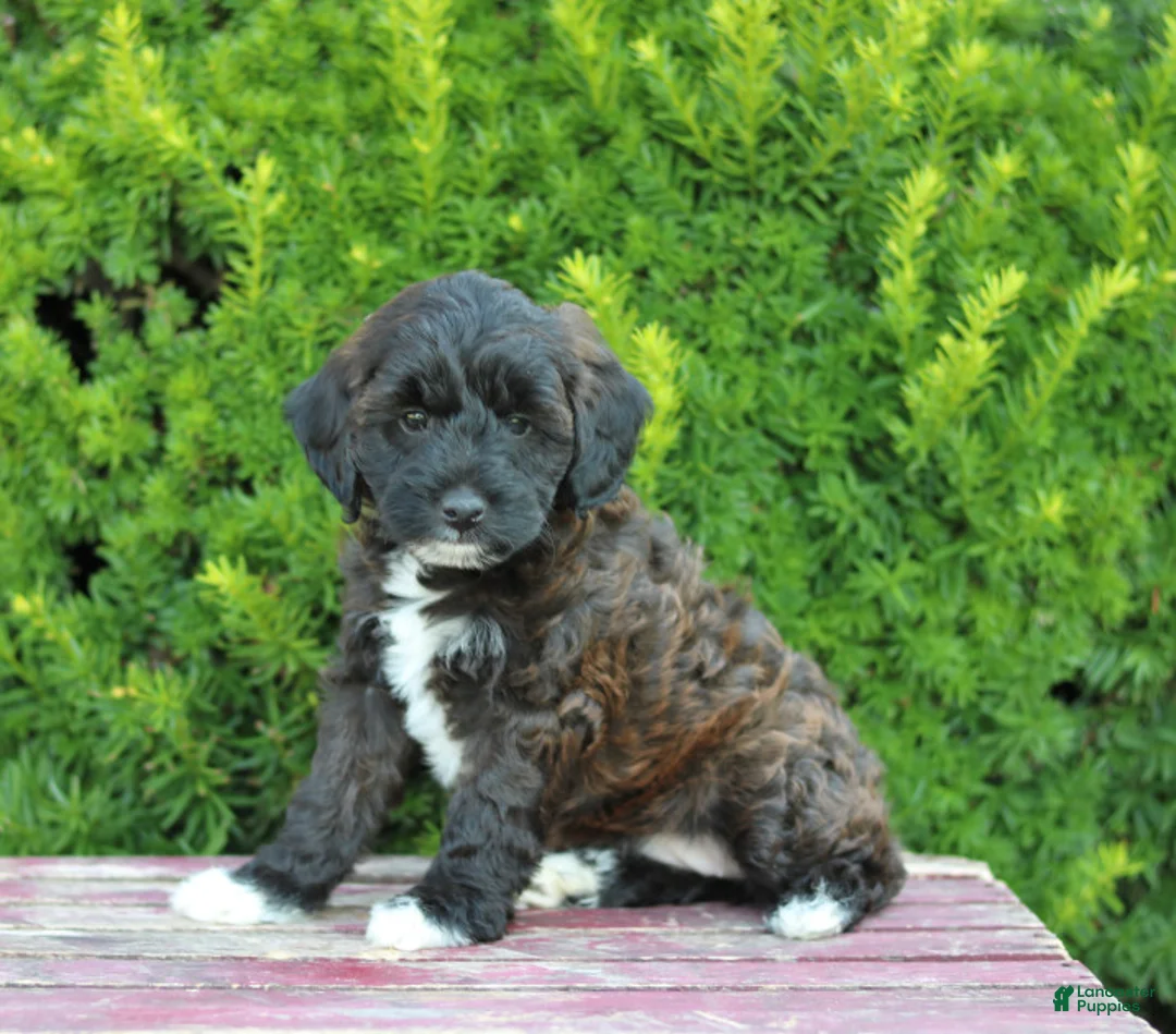 Gallery Image {{count}}