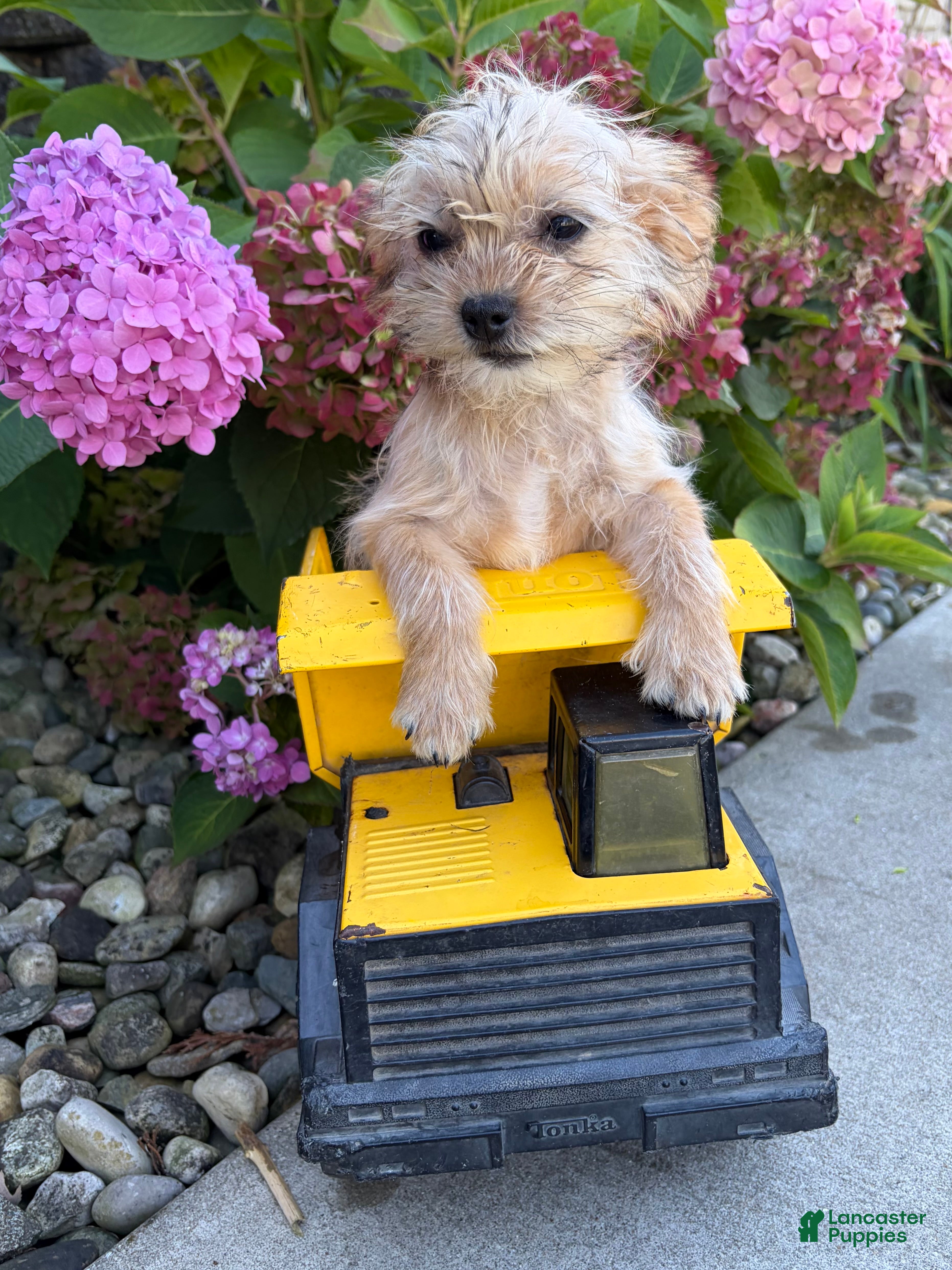 Shorkie dogs for sale: Albert - Ad 2