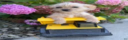 Shorkie dogs for sale: Albert - Ad 2